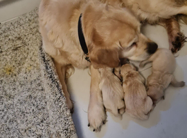 Golden retriever