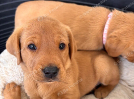 **Red Gold on Four Paws &ndash; Fox Red Labrador Puppies**