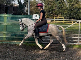 Potential HOYS LR SHP