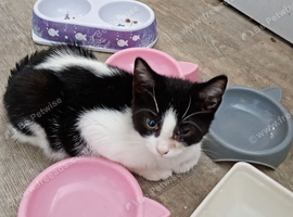 Lovely kitten black and white.