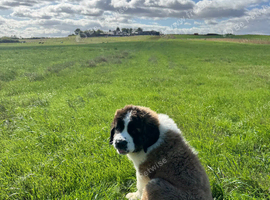 KC reg Saint Bernard girl