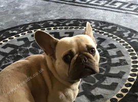 2 French bulldog girl looking for a new home.