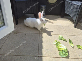 Bunny looking for forever home