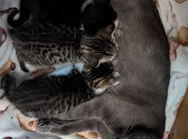 Male kitten Ready now