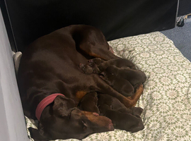7 beautiful puppies