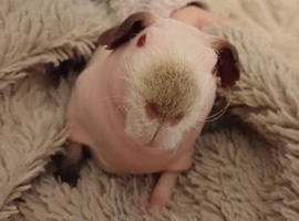 Skinny pig male