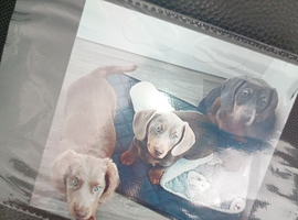 5months old female miniature dachshund smooth haired