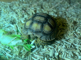 STUNNING BABY SULCATA
