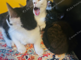 Kittens black - white