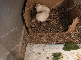 Available Soon TINY BUTTON QUAILS &pound;12 for Hens and a few boys &pound;5 now 6 weeks old &pound;48 for the 9 birds