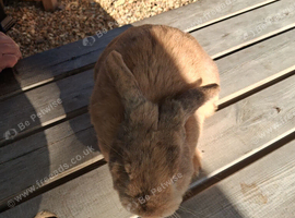 Mini lop male