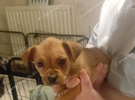 Chihuahua x staffy puppies