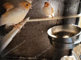 Mosaic canary's