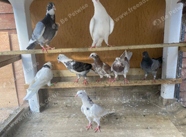 Home pigeons