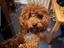 Licensed breeder, red tiny toy cavapoo litter