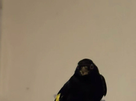 Pair of Siskin