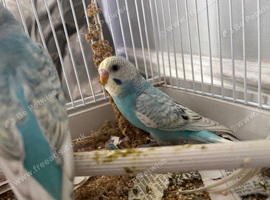 Beautiful baby budgies