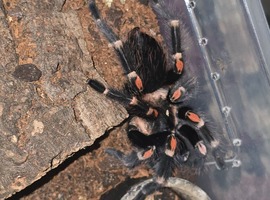 SAF Brachypelma Auratum