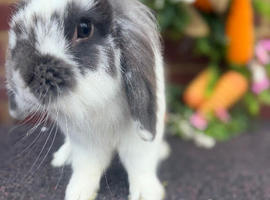 Mini lop adults for sale
