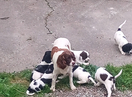 English Springer Spaniel Puppies