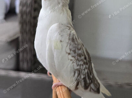 Baby Whteface Cockateil for sale