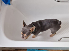 1 year old french bulldog