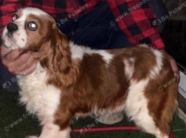 King Charles Cavalier