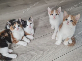 Little kittens