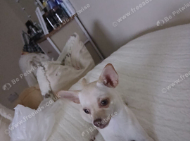 Chihuahua for sale