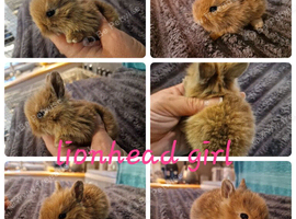 Lionhead babies ready to reserve