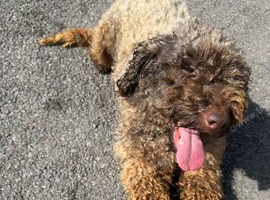 Kcreg chocolate miniature poodle female