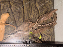 4 year old python spider morph