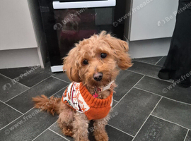 cockapoo