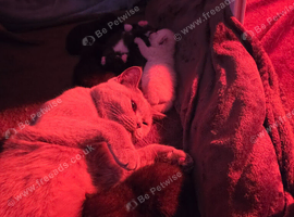 Adorable fluffy bundles of utter cutness