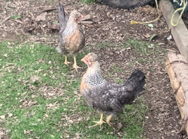 Legbar pullets 16 weeks old