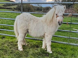 Shetland Colt foal