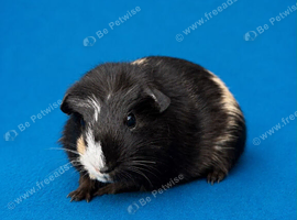 Gorgeous guinea pig boys