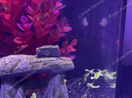 Tropical fish tank+multiple fish