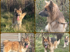 Male & female German Shepherds