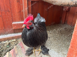 4 cockerel needing rehoming