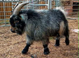 Pygmy Billy goat