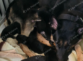 Beautiful German Shepherd puppies