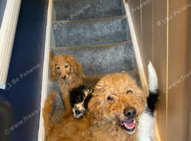 Two lovely Goldendoodle pups for sale