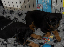 Stunning Rottie bitch pup