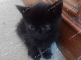 Hand reared kittens available