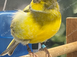 Canary cock bird