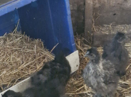 Black Silkie Bantam