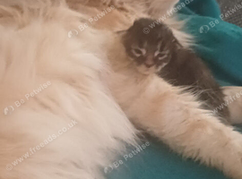 Beautiful maine coon for sale