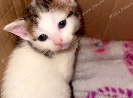 Mixed breed kitten