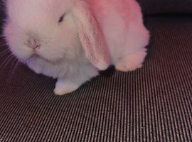 Mini lop babies